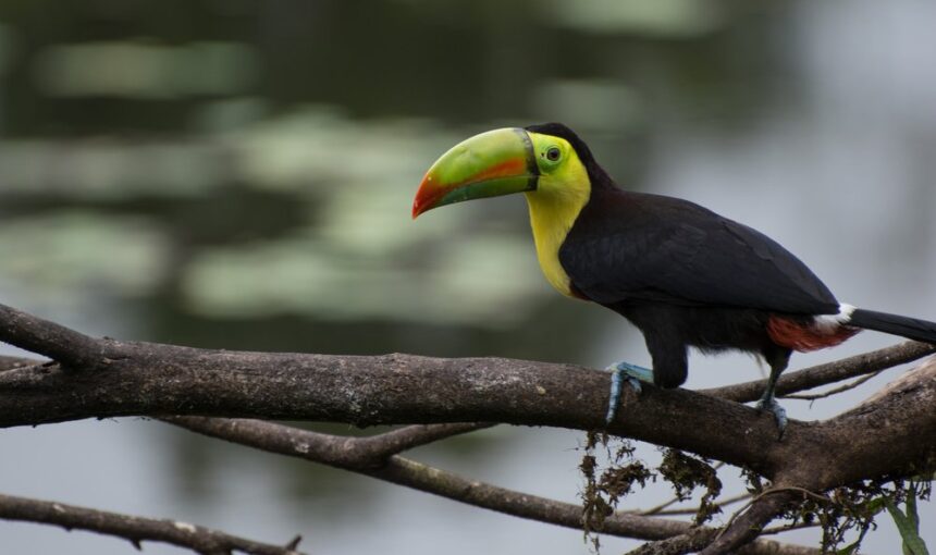 Experience Costa Rican Birds Through Bird Watching and Photography Adventures