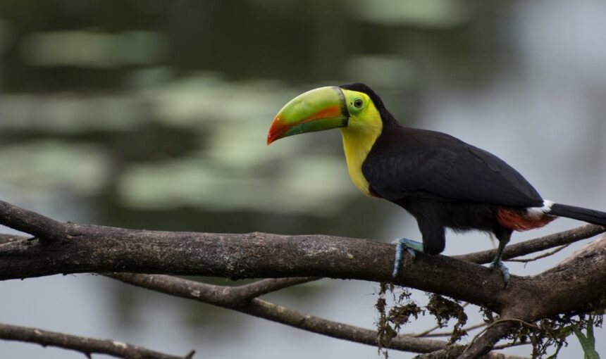 Experience Flamingo’s Rich Wildlife on Our Bird Watching Charter