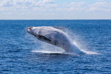 Whale Watching in Playa Flamingo