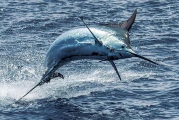 Big Game Fishing