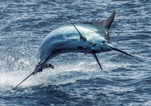 Big Game Fishing