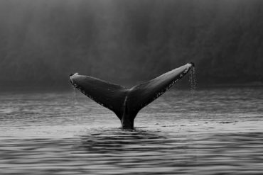 Humpback whales