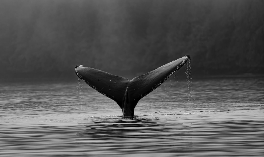 Witnessing Majestic Humpback Whales in Their Natural Habitat