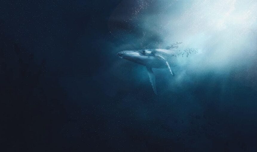 Your Ultimate Guide to Whale Watching in Costa Rica